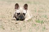 BOULEDOGUE FRANCAIS 350
